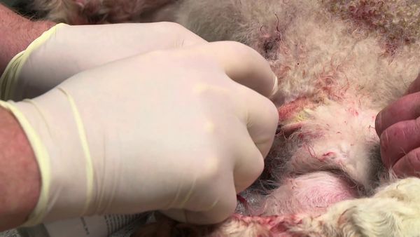 The Yorkshire Vet - Episode 9