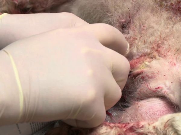 The Yorkshire Vet - Episode 9
