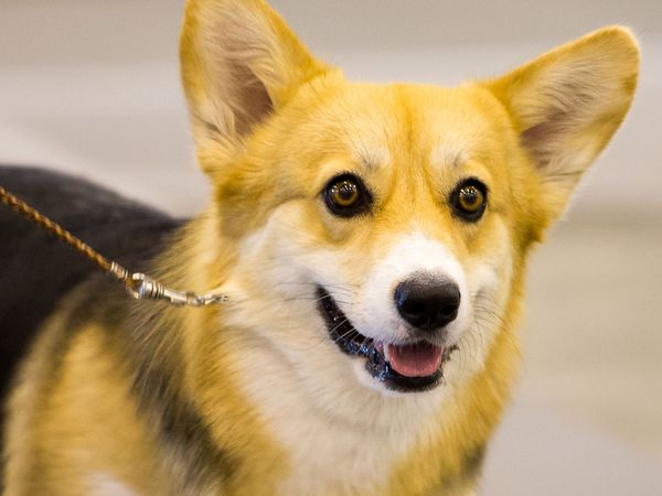 2019 AKC National All-Breed Puppy and Junior Stakes - 2019 AKC National All-Breed Puppy and Junior Stakes