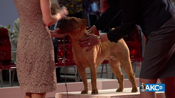 2019 AKC National All-Breed Puppy and Junior Stakes - 2019 AKC National All-Breed Puppy and Junior Stakes