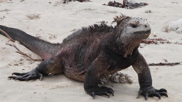 Descubrir - Episodio 14: Ecuador (Volcanes y Galápagos)