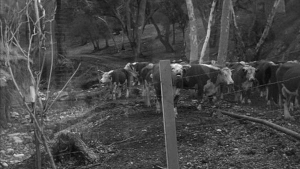 Bat Masterson - Cattle And Canes