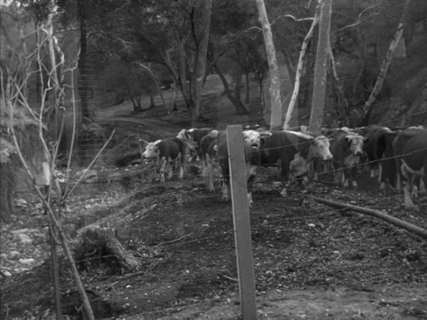 Bat Masterson - Cattle And Canes