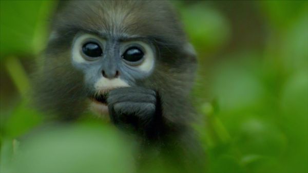 Los bosques olvidados de Malasia - Episode 1