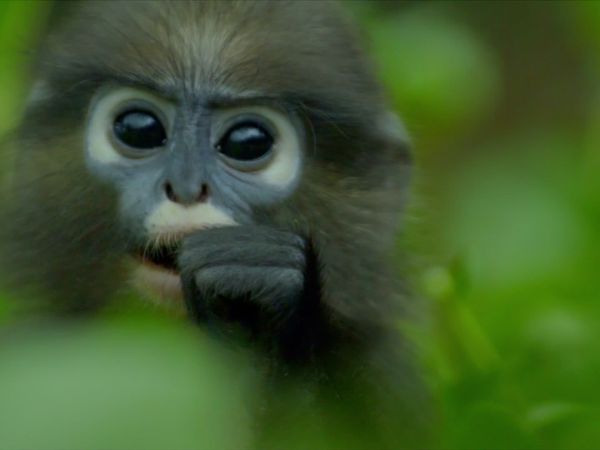Los bosques olvidados de Malasia - Episode 1