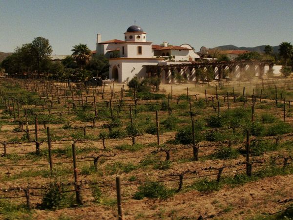 Fear the Walking Dead - Sicut Cervus