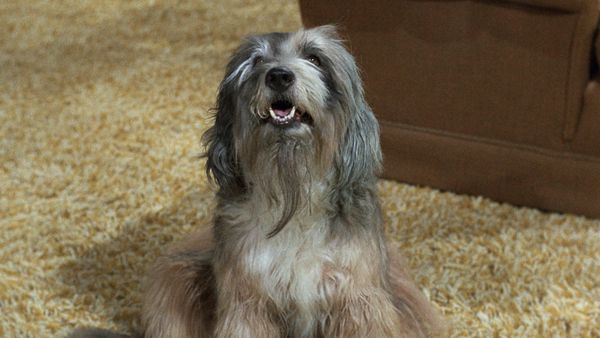 A Feiticeira - Bruxo de estimação de Samantha