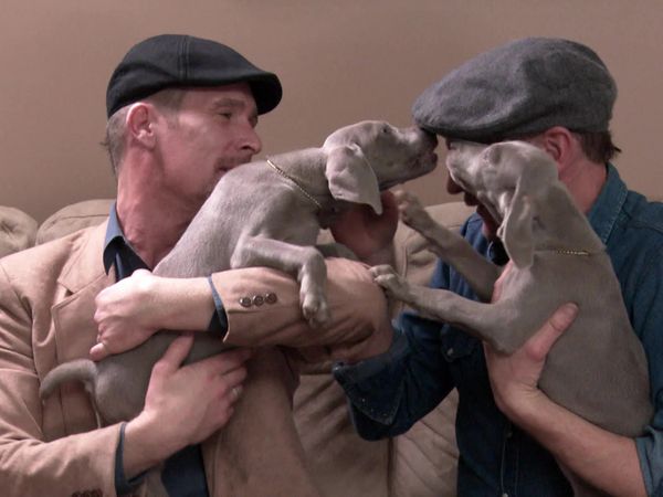 Escogiendo un cachorro - Nuevos inicios