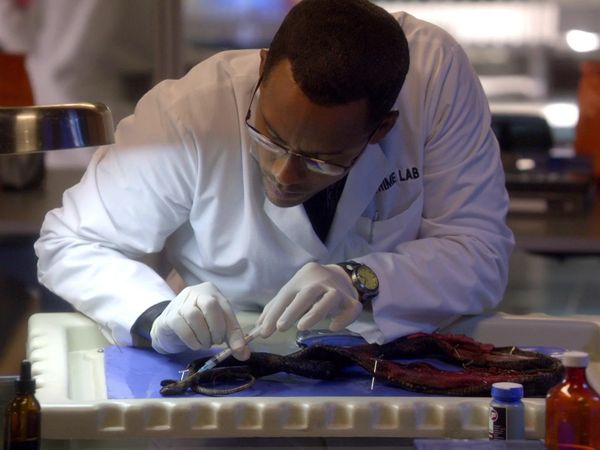 CSI: New York en español - No salten pasos (S7 Ep6)