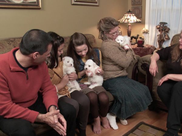 Escogiendo un cachorro - Perritos de bolsillo