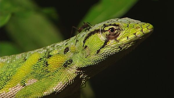 Conflits dans la nature - Conflits dans la jungle