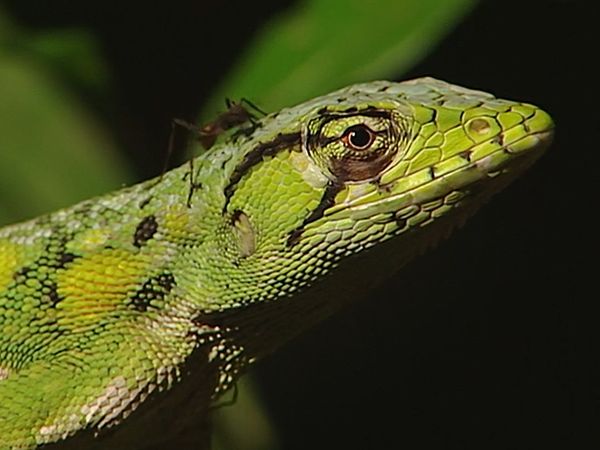Conflits dans la nature - Conflits dans la jungle