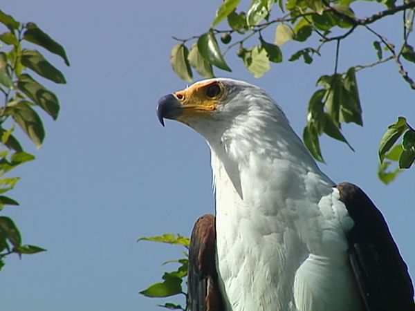 Conflits dans la nature - Conflits dans un fleuve
