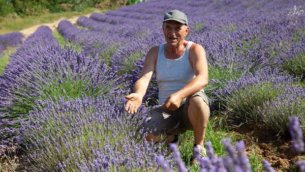 Kräuterwelten - Kräuterwelten der Provence