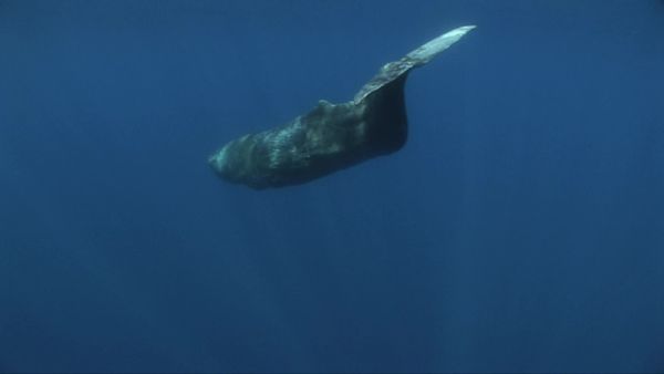 Planet HD - Azores