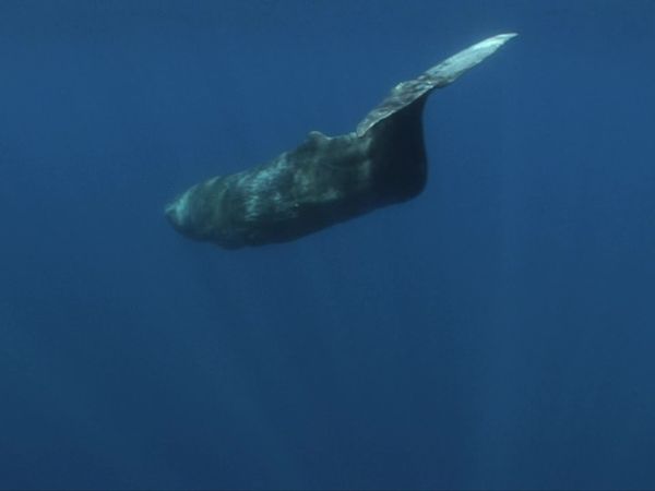 Planet HD - Azores