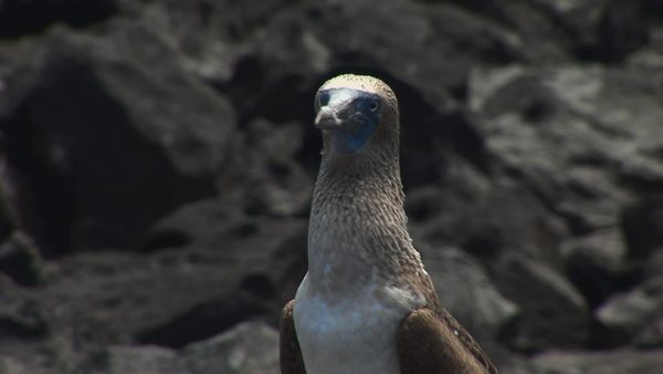 Planet HD - Galapagos