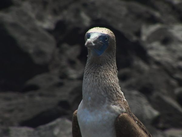 Planet HD - Galapagos