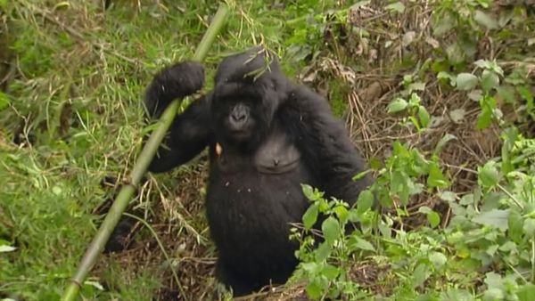 Planet HD - Uganda