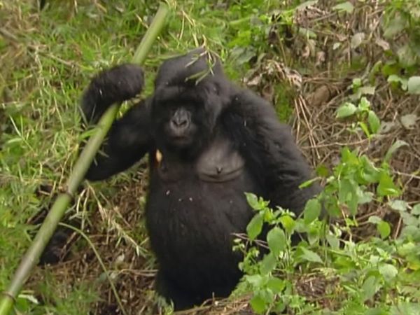 Planet HD - Uganda