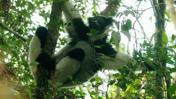 Jungle Planet - Spectres of the Jungle: Madagascar Rainforest