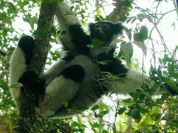 Jungle Planet - Spectres of the Jungle: Madagascar Rainforest