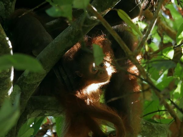 Jungle Planet - The Last Forest: Epilogue
