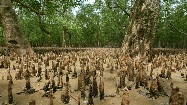 Jungle Planet - The Forests of the Moon: Mangroves