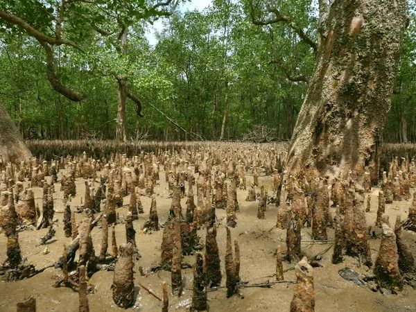 Jungle Planet - The Forests of the Moon: Mangroves