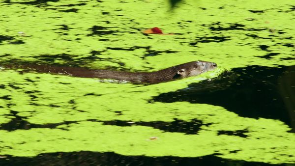 Jungle Planet - The Eternal Swamps: Florida