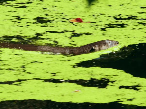 Jungle Planet - The Eternal Swamps: Florida