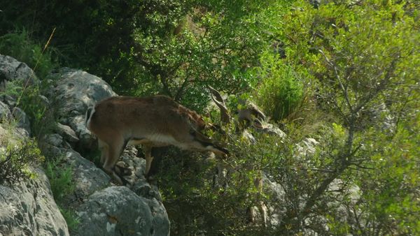 Jungle Planet - Forests on the Peaks: Andalusian Fir Forest