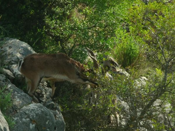 Jungle Planet - Forests on the Peaks: Andalusian Fir Forest