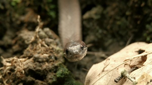 Jungle Planet - Parched Jungles: Dry Tropical American Rainforest