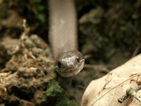 Jungle Planet - Parched Jungles: Dry Tropical American Rainforest