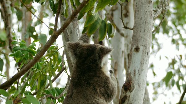 Jungle Planet - A Jungle of Aromas: Australia
