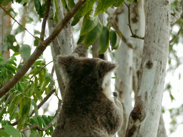 Jungle Planet - A Jungle of Aromas: Australia