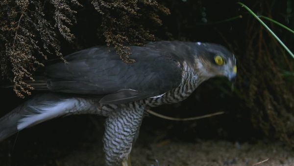 Jungle Planet - Jungles of the Ocean: Canary Islands Laurel Forests