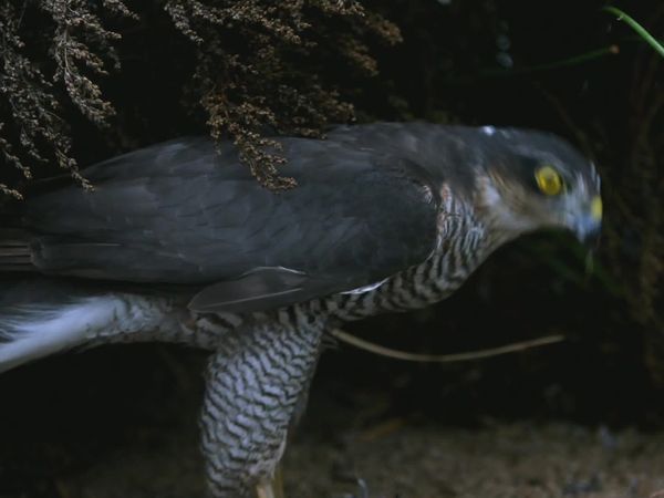Jungle Planet - Jungles of the Ocean: Canary Islands Laurel Forests
