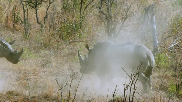 Jungle Planet - Butterfly Forest: South African Savannah