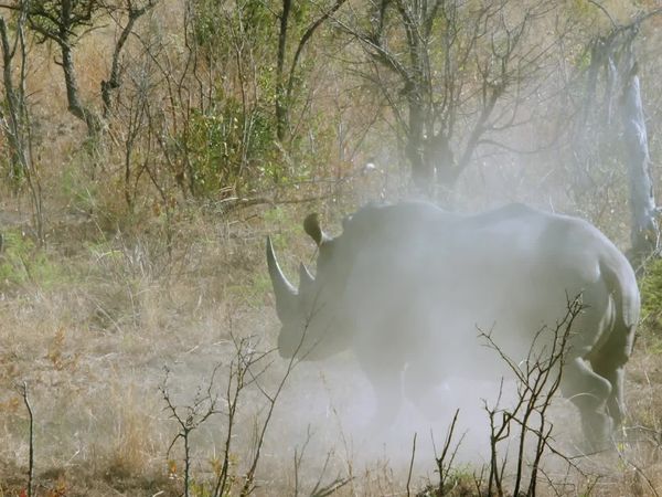 Jungle Planet - Butterfly Forest: South African Savannah