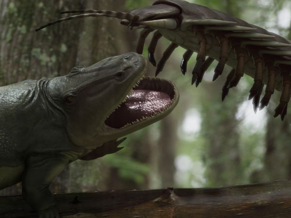 A New Prehistory - What Killed the Giant insects?