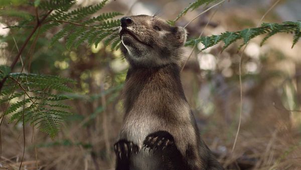 A New Prehistory - The Dawn of Mammals