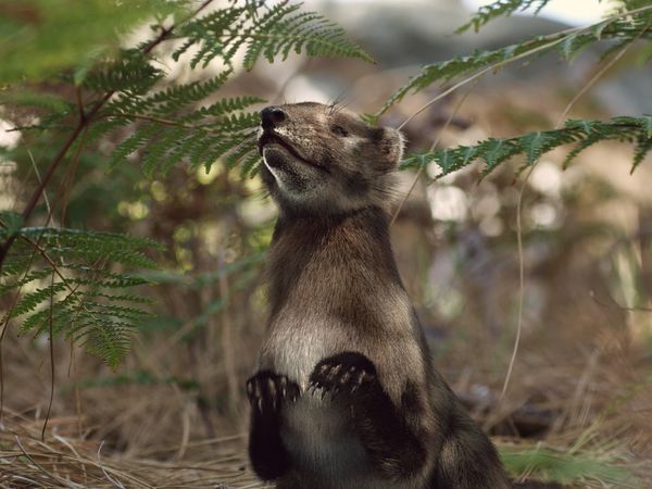 A New Prehistory - The Dawn of Mammals