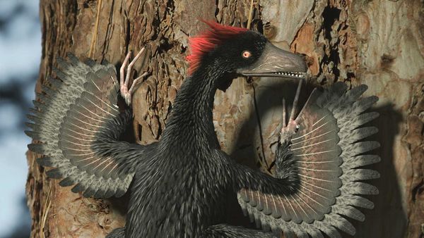 A New Prehistory - The Mystery of the Feathered Dragons