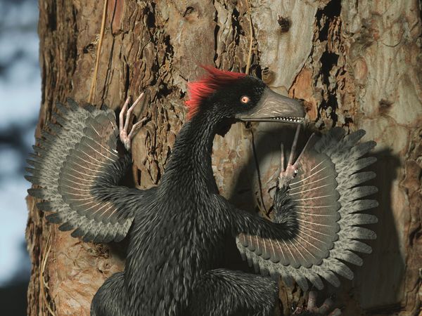 A New Prehistory - The Mystery of the Feathered Dragons