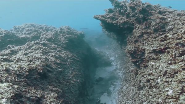 Top Dive Sites - El Hierro