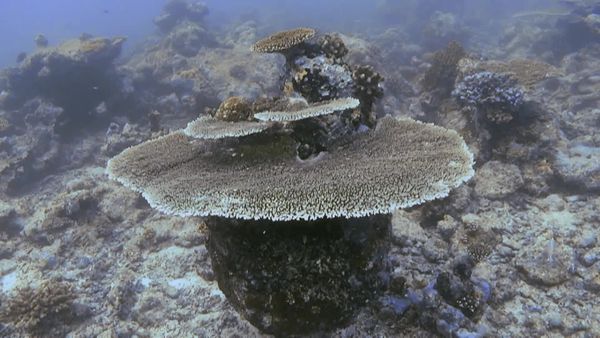 Top Dive Sites - Ari & Male Atoll