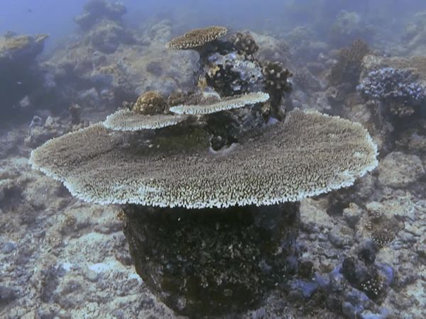 Top Dive Sites - Ari & Male Atoll