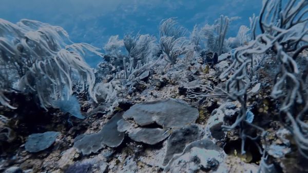 Top Dive Sites - Riviera Maya